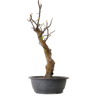 Pseudocydonia sinensis, 63 cm, ± 12 ans