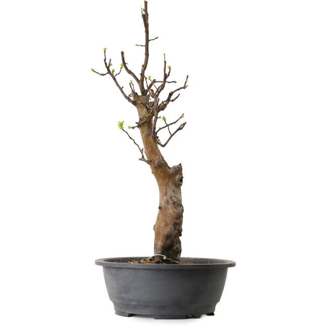 Pseudocydonia sinensis, 63 cm, ± 12 años de edad