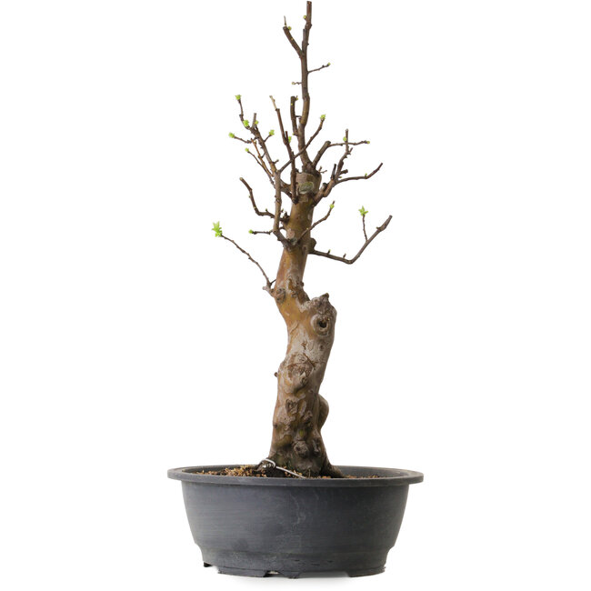 Pseudocydonia sinensis, 63 cm, ± 12 ans