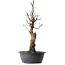 Pseudocydonia sinensis, 63 cm, ± 12 ans