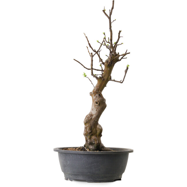 Pseudocydonia sinensis, 63 cm, ± 12 ans