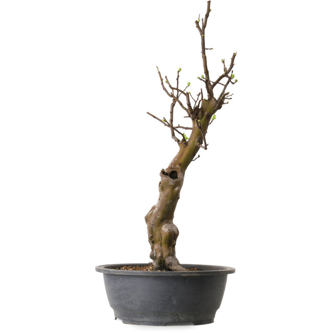 Pseudocydonia sinensis, 63 cm, ± 12 jaar oud