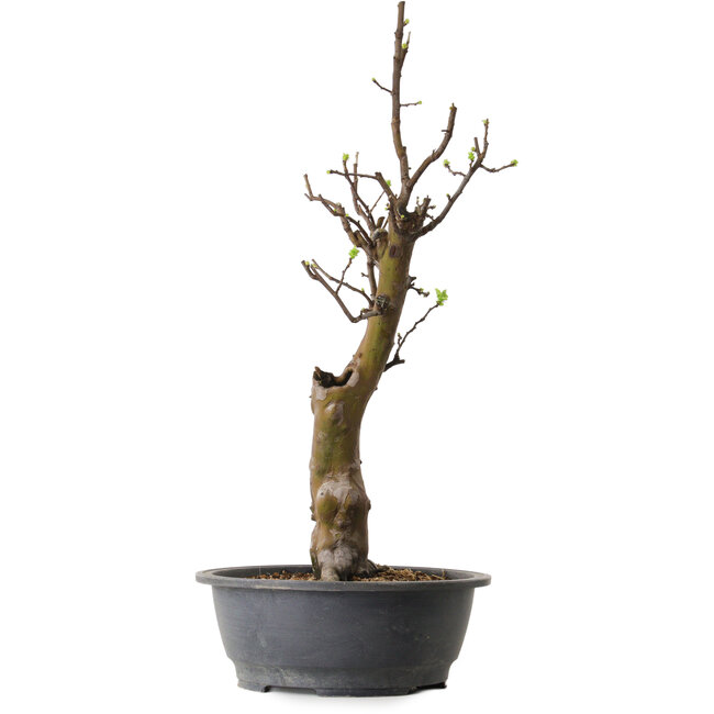 Pseudocydonia sinensis, 63 cm, ± 12 ans