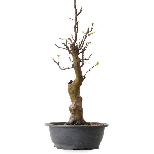 Pseudocydonia sinensis, 63 cm, ± 12 ans