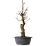 Pseudocydonia sinensis, 63 cm, ± 12 ans