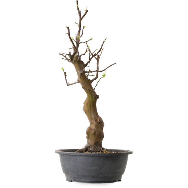 Pseudocydonia sinensis, 63 cm, ± 12 Jahre alt