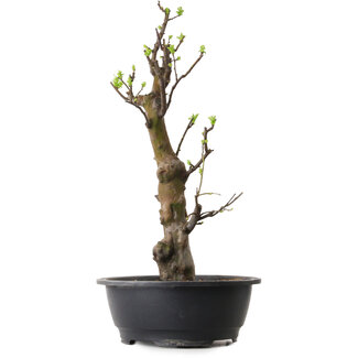 Pseudocydonia sinensis, 58 cm, ± 12 years old