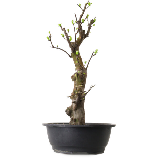 Pseudocydonia sinensis, 58 cm, ± 12 Jahre alt