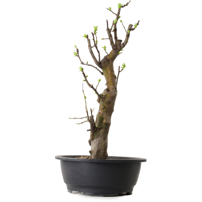 Pseudocydonia sinensis, 58 cm, ± 12 Jahre alt