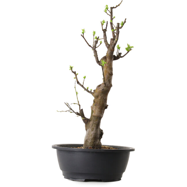 Pseudocydonia sinensis, 58 cm, ± 12 jaar oud