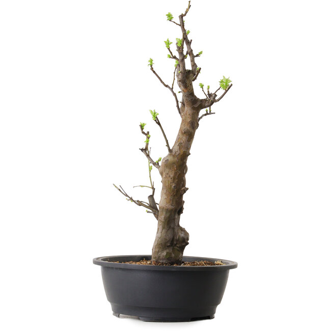 Pseudocydonia sinensis, 58 cm, ± 12 Jahre alt