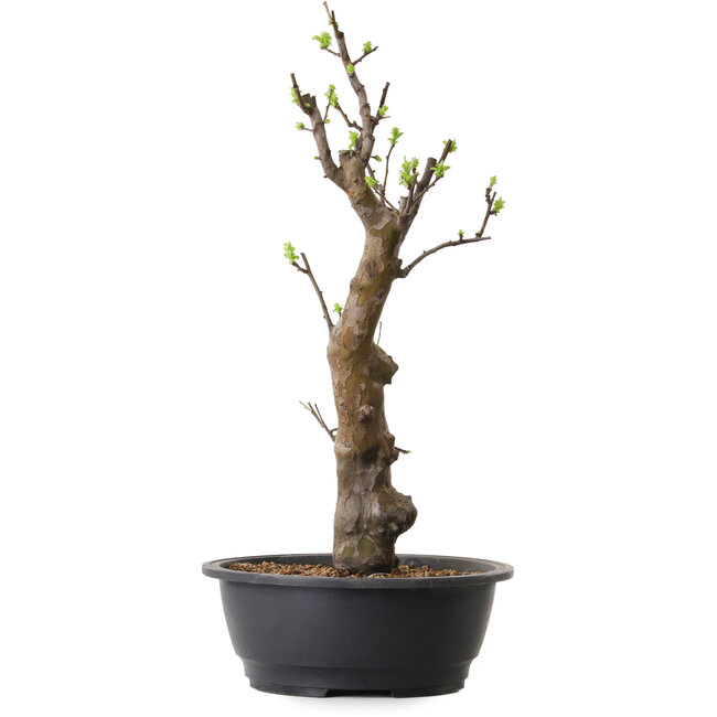 Pseudocydonia sinensis, 58 cm, ± 12 years old