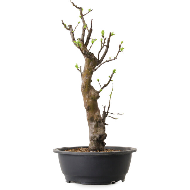 Pseudocydonia sinensis, 58 cm, ± 12 anni