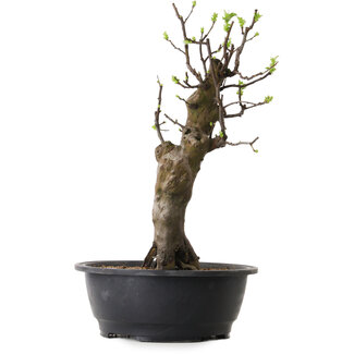 Pseudocydonia sinensis, 50 cm, ± 12 ans