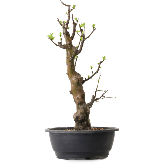 Pseudocydonia sinensis, 58 cm, ± 12 Jahre alt