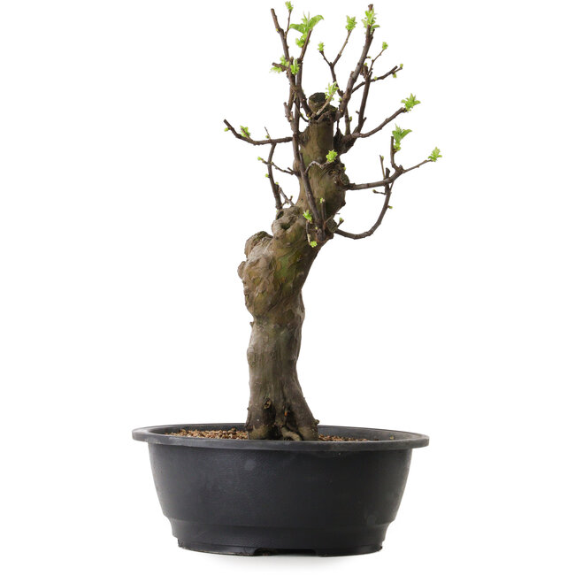 Pseudocydonia sinensis, 50 cm, ± 12 ans