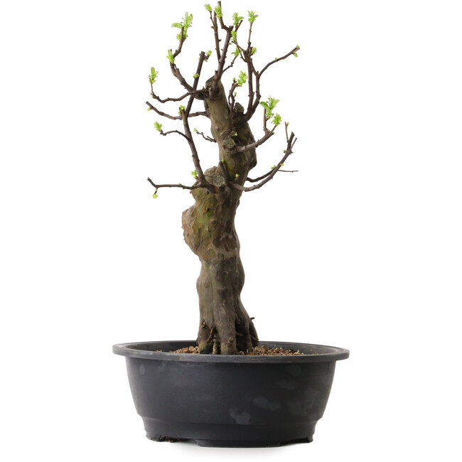 Pseudocydonia sinensis, 50 cm, ± 12 ans