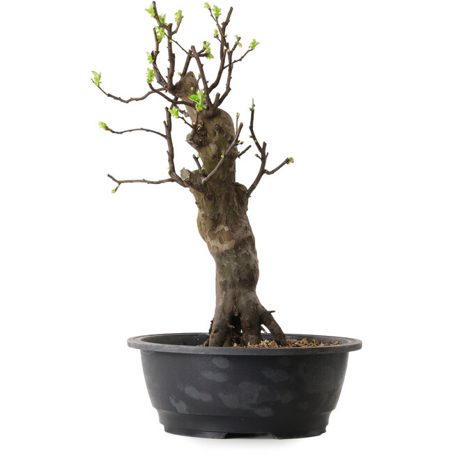 Pseudocydonia sinensis, 50 cm, ± 12 años de edad