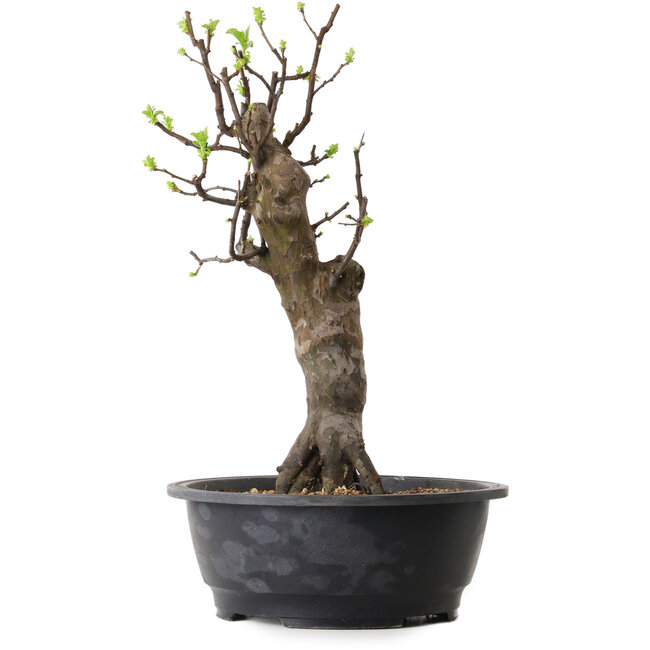 Pseudocydonia sinensis, 50 cm, ± 12 ans