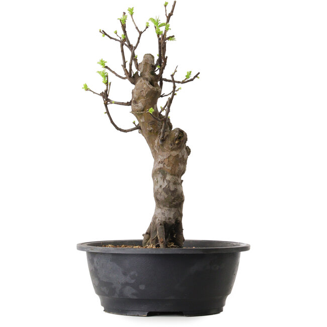 Pseudocydonia sinensis, 50 cm, ± 12 ans