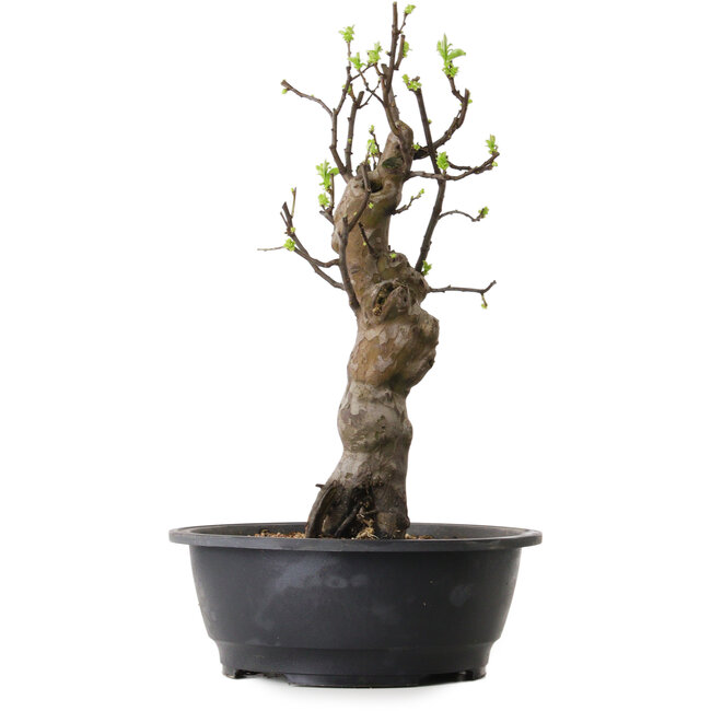 Pseudocydonia sinensis, 50 cm, ± 12 ans