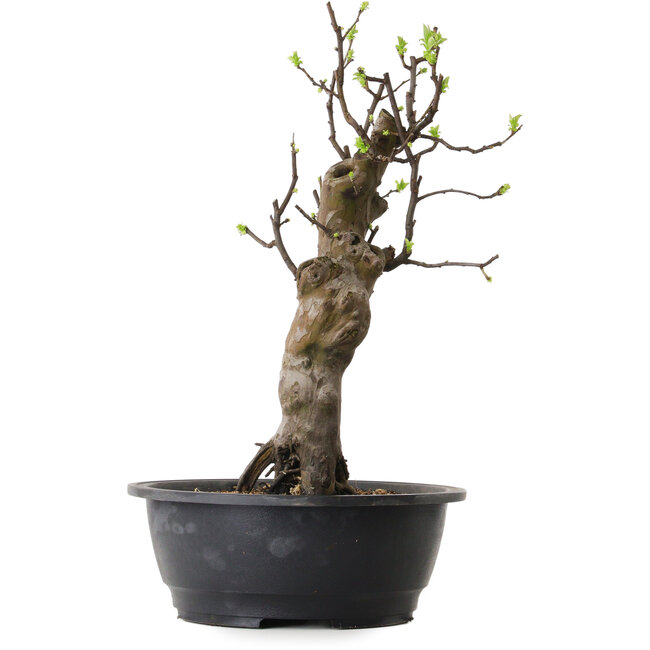 Pseudocydonia sinensis, 50 cm, ± 12 Jahre alt