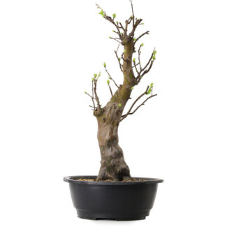 Pseudocydonia sinensis, 58 cm, ± 12 years old