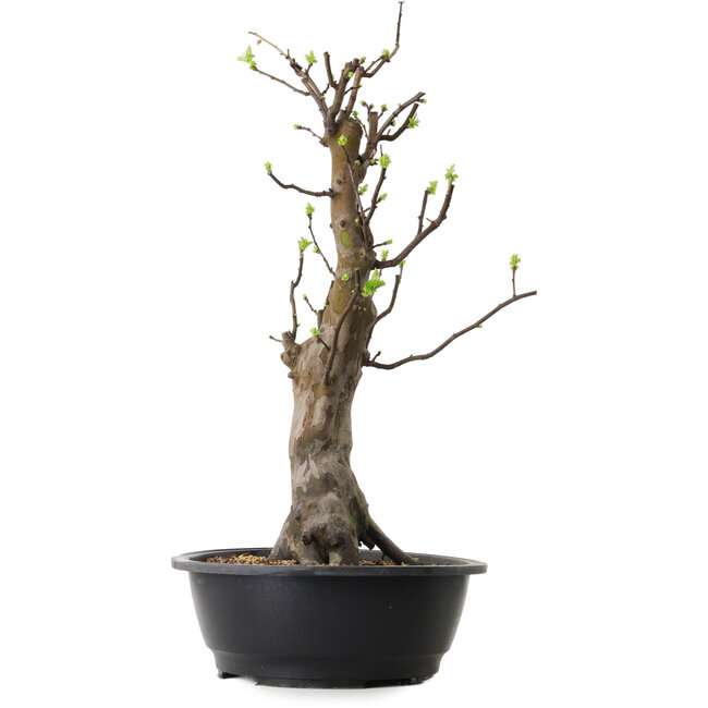 Pseudocydonia sinensis, 58 cm, ± 12 years old