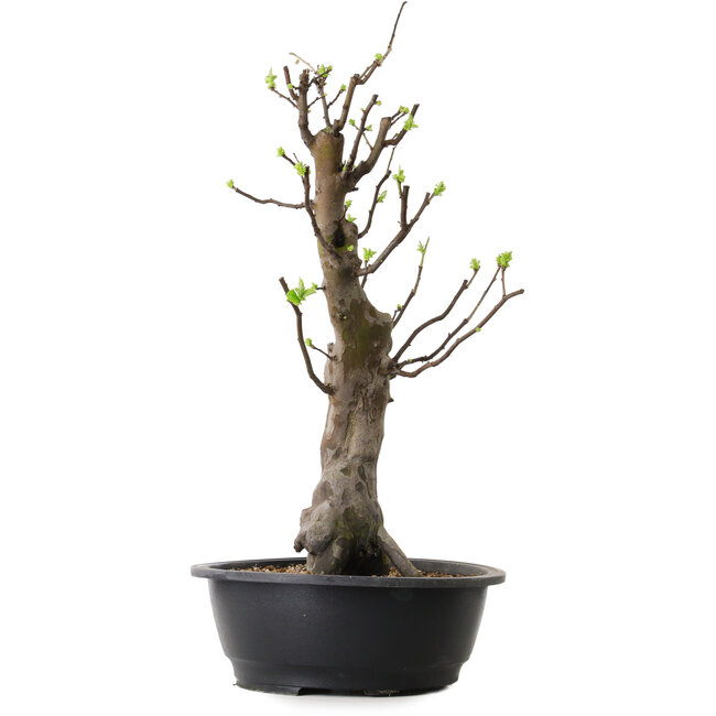 Pseudocydonia sinensis, 58 cm, ± 12 anni