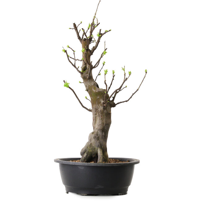 Pseudocydonia sinensis, 58 cm, ± 12 years old