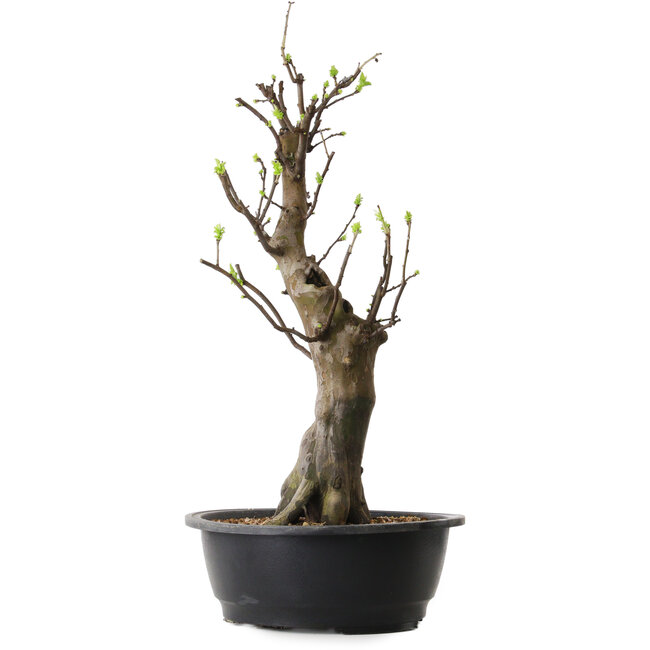 Pseudocydonia sinensis, 58 cm, ± 12 years old