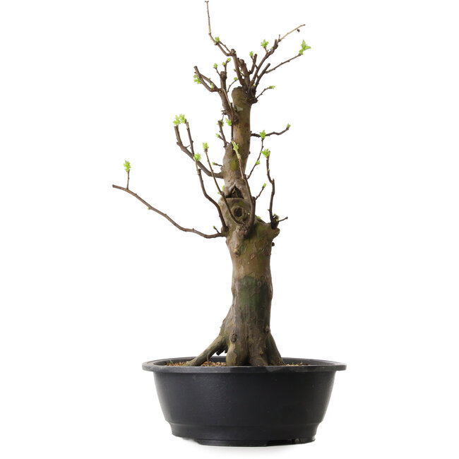 Pseudocydonia sinensis, 58 cm, ± 12 años de edad