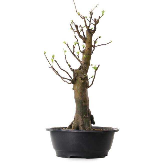 Pseudocydonia sinensis, 58 cm, ± 12 years old