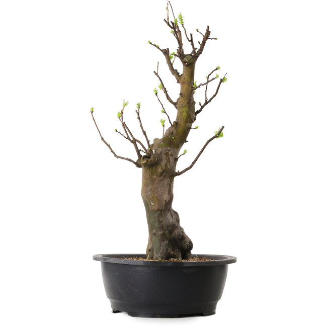 Pseudocydonia sinensis, 58 cm, ± 12 años de edad