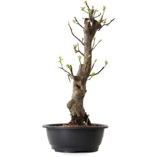 Pseudocydonia sinensis, 58 cm, ± 12 jaar oud