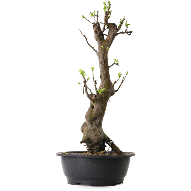 Pseudocydonia sinensis, 58 cm, ± 12 ans