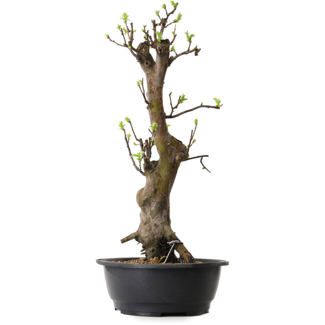 Pseudocydonia sinensis, 58 cm, ± 12 ans