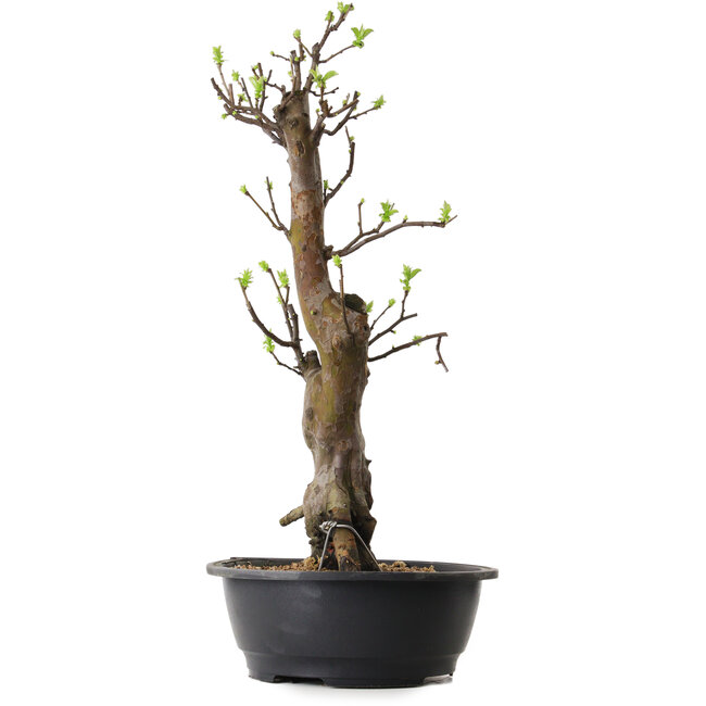 Pseudocydonia sinensis, 58 cm, ± 12 ans