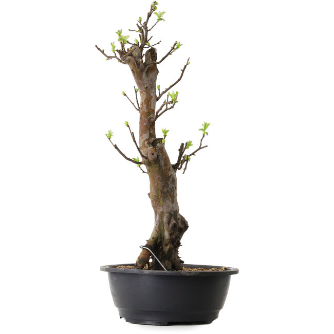 Pseudocydonia sinensis, 58 cm, ± 12 years old