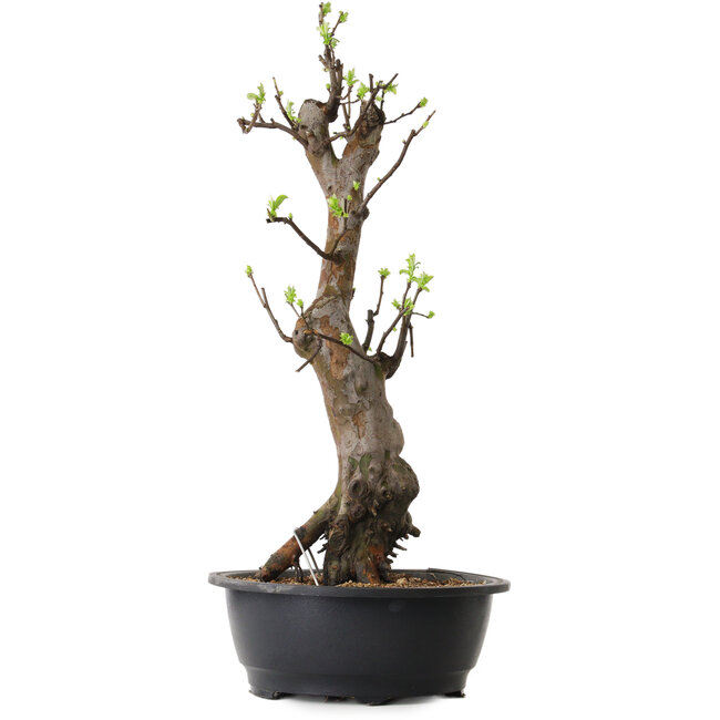 Pseudocydonia sinensis, 58 cm, ± 12 ans