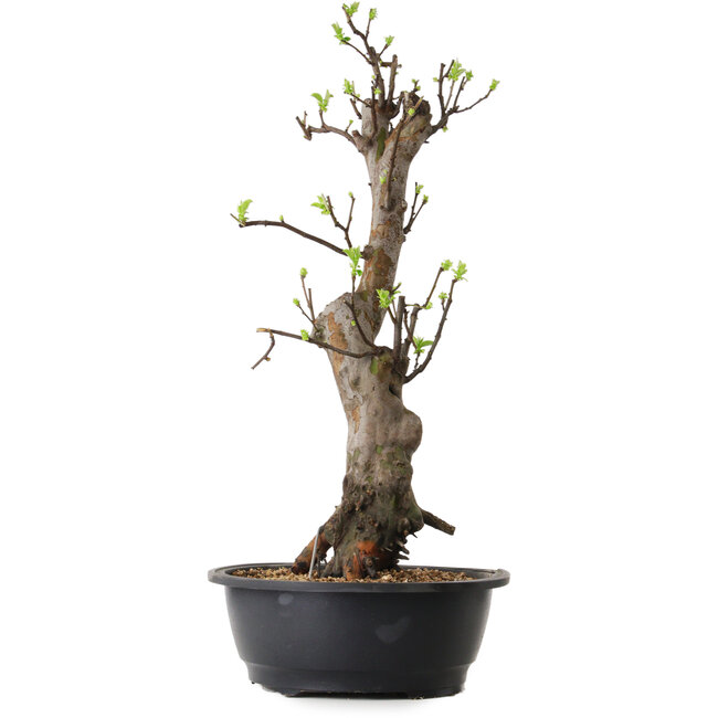 Pseudocydonia sinensis, 58 cm, ± 12 ans