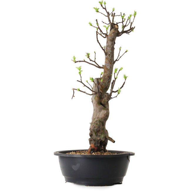 Pseudocydonia sinensis, 58 cm, ± 12 ans