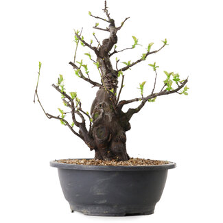 Pseudocydonia sinensis, 36 cm, ± 25 años de edad