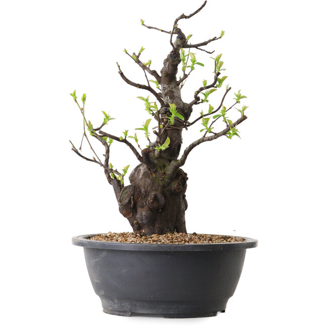 Pseudocydonia sinensis, 36 cm, ± 25 ans