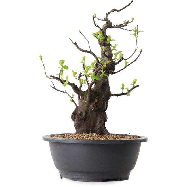 Pseudocydonia sinensis, 36 cm, ± 25 ans