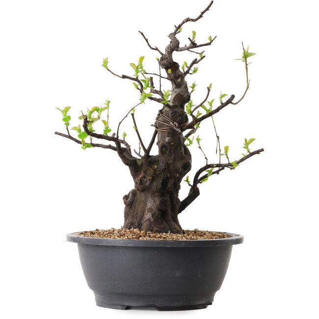 Pseudocydonia sinensis, 36 cm, ± 25 años de edad