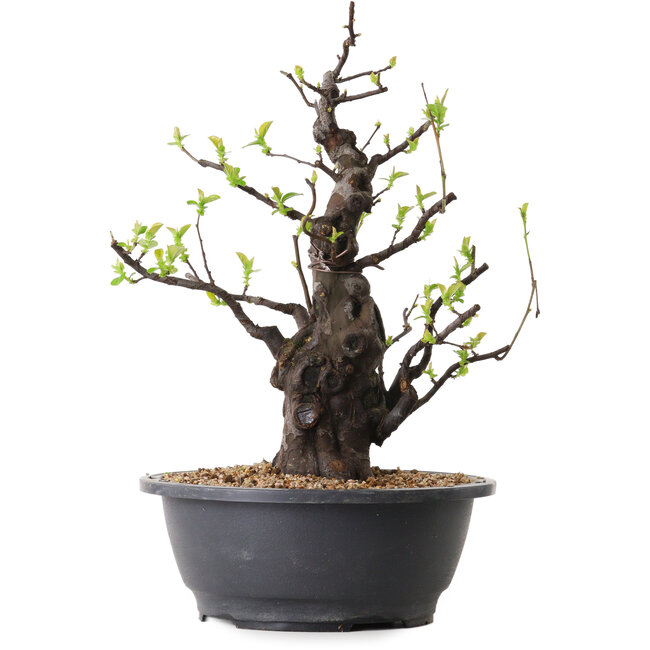 Pseudocydonia sinensis, 36 cm, ± 25 años de edad