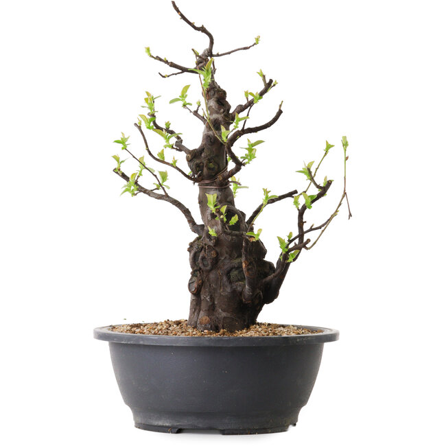 Pseudocydonia sinensis, 36 cm, ± 25 años de edad