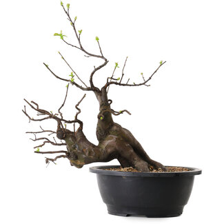 Pseudocydonia sinensis, 49 cm, ± 25 jaar oud