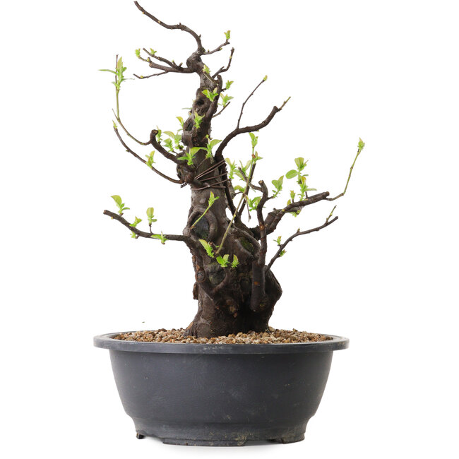 Pseudocydonia sinensis, 36 cm, ± 25 años de edad